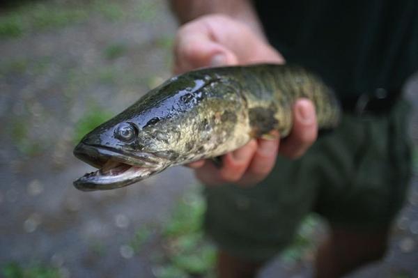 إذا رأيت هذه السمكة .. اقتلها فوراً .. رعب في جورجيا بسبب سمكة رأس الأفعى القاتلة