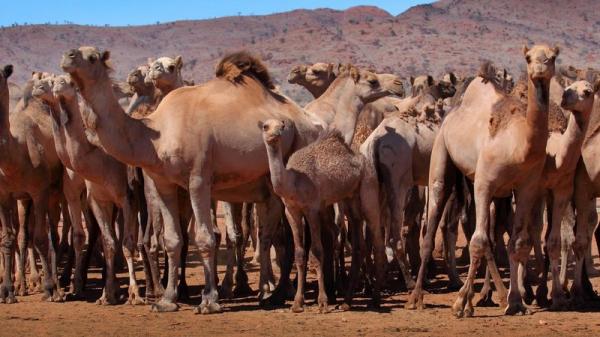 "مجزرة حقيقية" بحق آلاف الجمال في أستراليا.. 