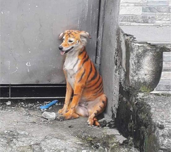 كلب متنكر بزي النمر يثير الرعب في ماليزيا ويصدم جميع من شاهده (صور)