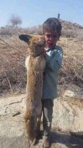 مواجهة مباشرة بين طفل يمني 7 سنوات مع حيوان مفترس .. فلمن كانت الغلبة؟ (صورة)