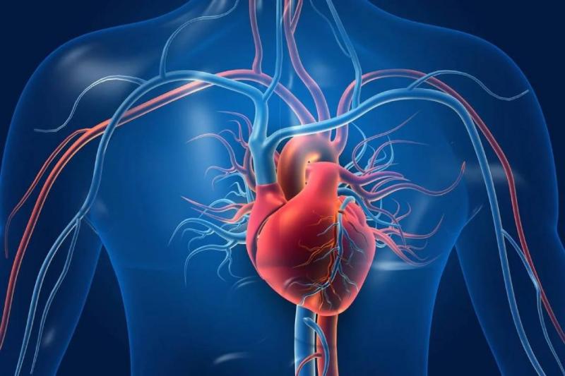 تعرف على بعض الخرافات الشائعة حول أمراض القلب