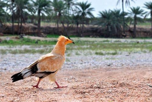 أجمل و أغرب جزيرة طبيعية في العالم جزيرة سقطرى اليمنية (صور روعة)