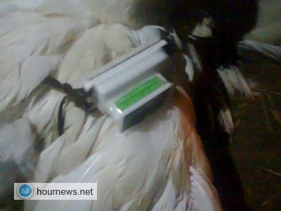 مصر.. بالصور ..الشرطة والقوات المسلحة تتولى التحقيق فى العثور على طيور بقنا تحمل اجهزة اتصالات