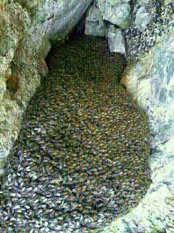 بالصور ... العثور على غار في احد جبال حضرموت يفيض بانهار من عسل مصفى