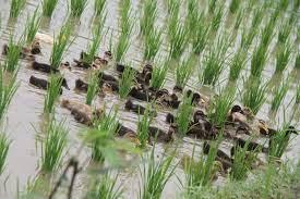 10 فوائد لتربية البط في حقول الأرز.. يزيد إنتاجية الفدان لـ3 أضعاف