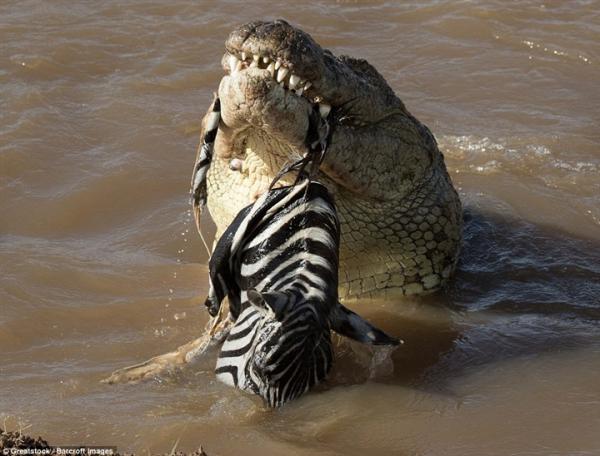 لم يتبقّى منه شيء .. تمساح عملاق يفترس حماراً وحشياً (صور)